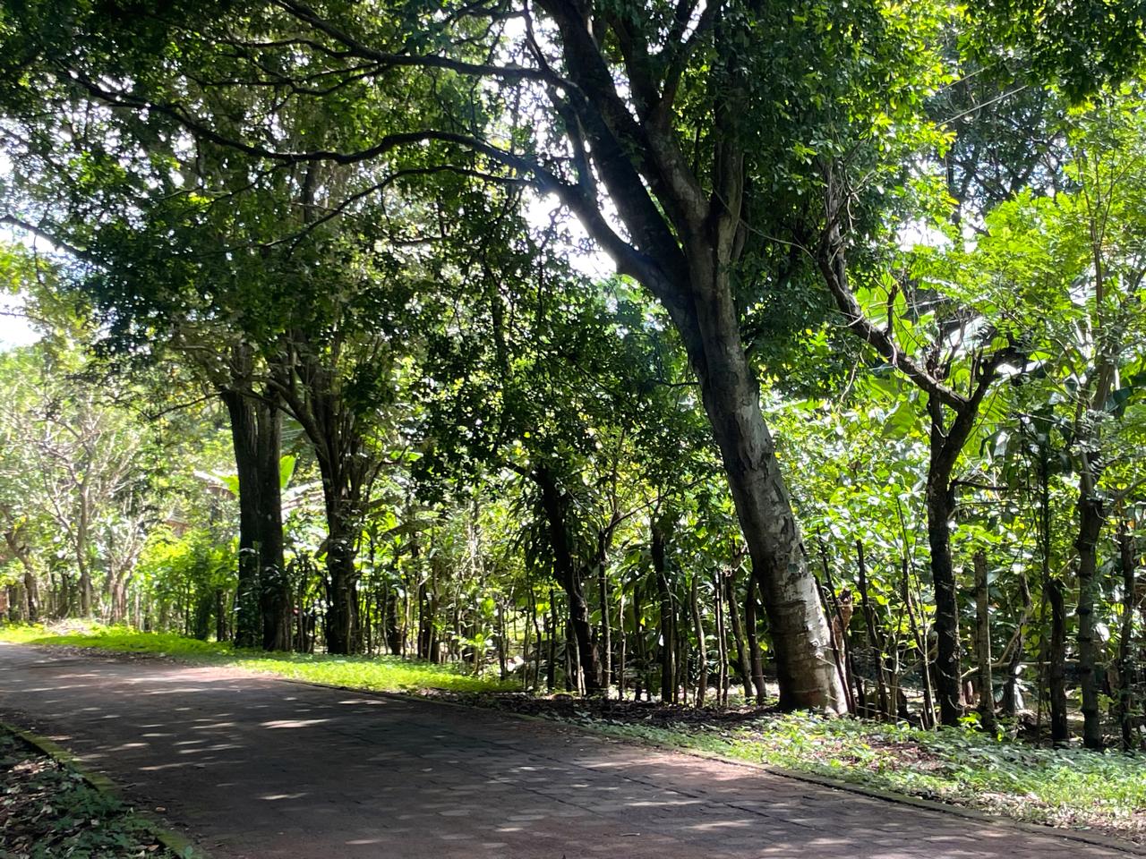 Terreno de aproximadamente 18,749.57 vrs2 ubicadas en la Entrada adoquinada hacia la Reserva Natural Volcan Mombacho.